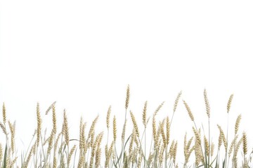 Fototapeta premium Wheat stalks border against white background