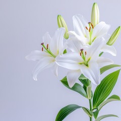 Delicate white lily flowers displayed beautifully on a pure white background emphasizing their elegance