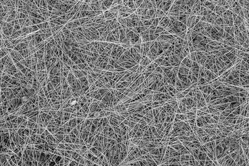 gray black and white nature background of autumn fallen pine needles and leaves in a fall season forest. natural backdrop for concept and design