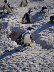 penguin on the rocks