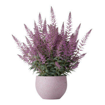 Fototapeta A decorative Astilbe pot filled with vibrant purple flowers , showcasing botanical beauty and elegance. isolated on white background and transparent background.
