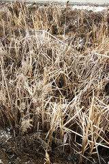 Fototapeta premium dry grass in creek 