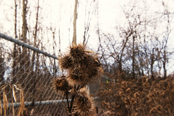 greater burdock, edible burdock, beggar's buttons, thorny burr, or happy major (Arctium lappa)