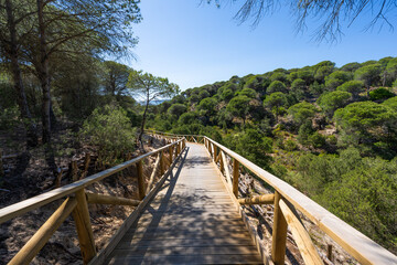 Arco Atantico, Pinar El Chaparral, Parque Natural del Estrecho, Tarifa, Andalusia, Spain, Europe
