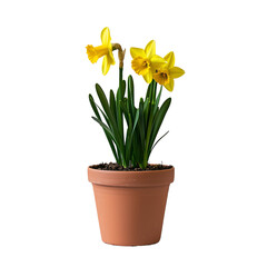 A potted daffodil plant with vibrant yellow flowers . isolated on white background and transparent background.