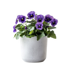 A potted plant with vibrant purple pansies , showcasing its lush green foliage and decorative concrete pot. isolated on white background and transparent background.