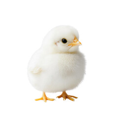Obraz premium Cute fluffy white chick standing on a black background