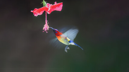 hummingbird on a flower