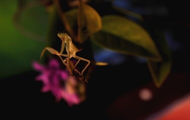 spider on a leaf