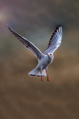 seagull flying in the sky
