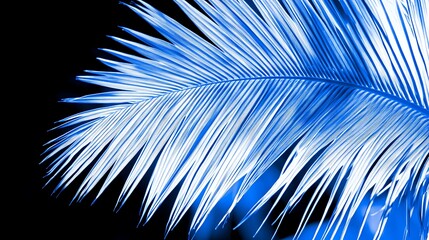 Close-up of a vibrant blue palm frond against a black background.