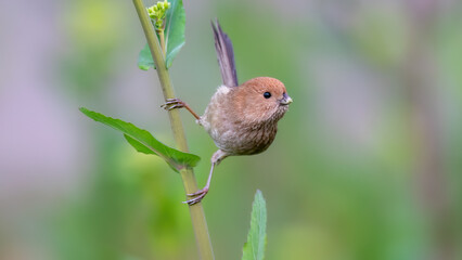 robin in the grass