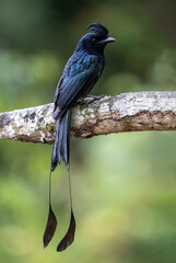 blue winged blackbird