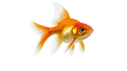 Colorful goldfish swimming gracefully in water