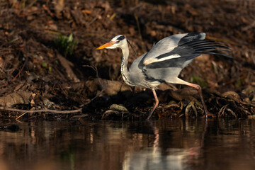 A grey heron (Ardea cinerea) fishing on the edge of a lake in Germany.