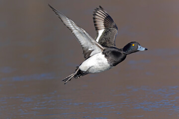 A Male tufted duck (Aythya fuligula) in flight.