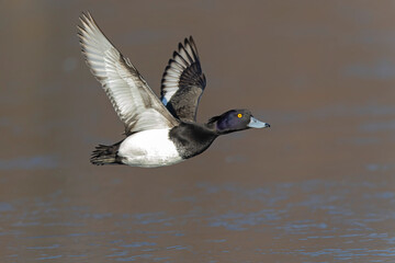 A Male tufted duck (Aythya fuligula) in flight.