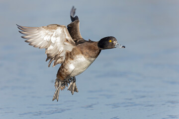 A female tufted duck (Aythya fuligula) in flight.