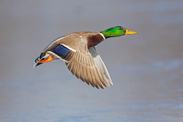 A male Mallard duck (Anas platyrhynchos) in flight.