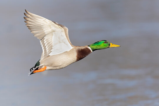 A male Mallard duck (Anas platyrhynchos) in flight.