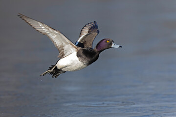 A Male tufted duck (Aythya fuligula) in flight.