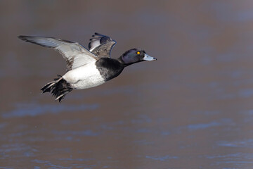 A Male tufted duck (Aythya fuligula) in flight.
