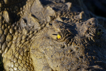 Yellow eye of a nile crocodile opening its yellow eye, Chobe national park, Botswana 
