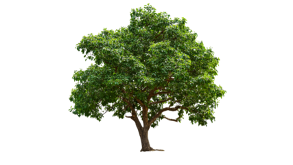 Lush green tree standing alone in bright daylight