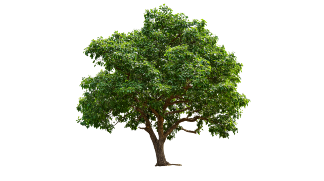 Lush green tree standing alone in bright daylight