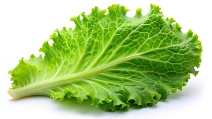 Fresh Lettuce Leaf on White Background
