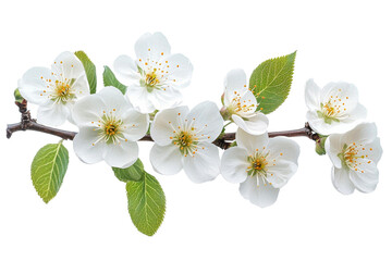 Obraz premium Beautiful white cherry blossoms on a branch