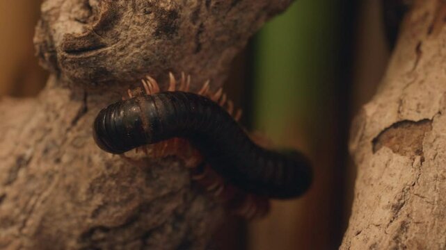 Big Millipede Climbing a Tree