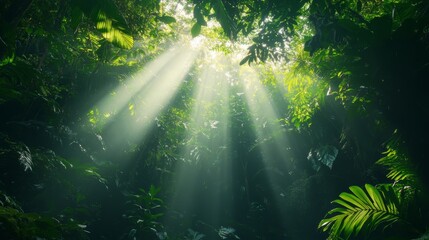sunbeams illuminate a dense, green forest canopy, creating a magical and ethereal scene