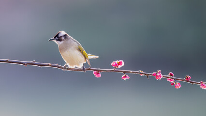 great tit parus major