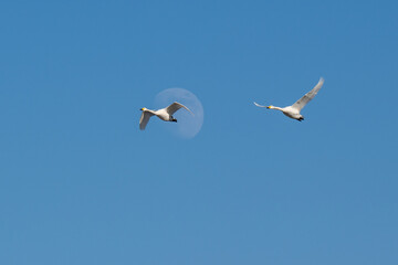 seagulls in flight
