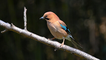 lilac breasted roller