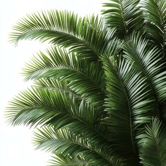 Fototapeta premium Tropical Palm Leaves Close-up Background