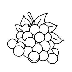 longan coloring page