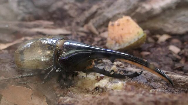 Dynastinae Rino Hercules Beetle Crawling