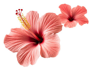 Beautiful hibiscus flowers in soft coral tones