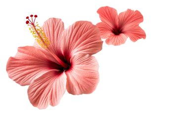 Beautiful hibiscus flowers in soft coral tones