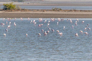 Naklejka premium A flock of flamingos