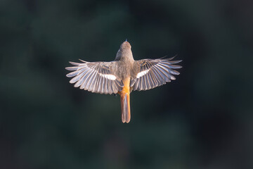 common buzzard in flight