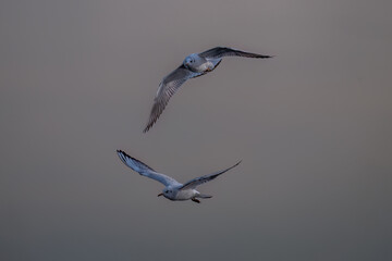 seagull flying in the sky