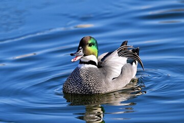duck in water