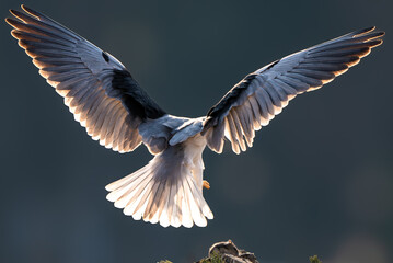 black vulture in flight