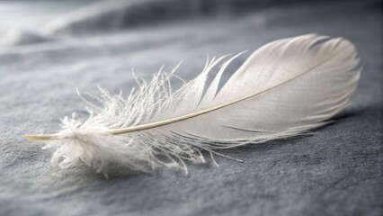 Serene White Feather on Soft Grey Background, Nature's Minimalism, Feather Photography, Elegant Still Life, Tranquil Close-up, Natural Beauty, Monochrome Aesthetics, Peaceful Composition, Feather Art