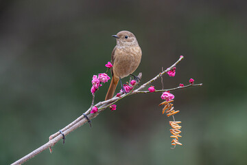 robin on a branch