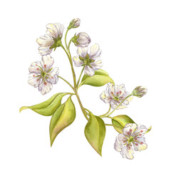 Elegant curved fruit branch with soft violet white flowers and juicy green leaves watercolor clipart. Beautiful Pear blossom branch with blooming flowers, leaves bend into an ornamental element. Pear