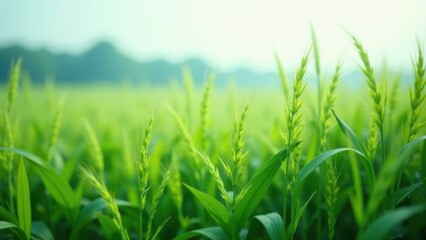 Obraz premium Vibrant Green Cereal Crop Field at Dawn, Showing Lush Foliage and Immature Grain Heads Under Soft Sunlight